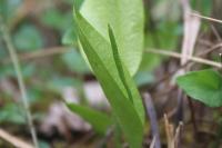 Ophioglossum vulgatum