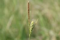 Carex tomentosa