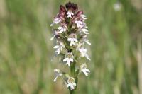 Neotinea ustulata