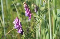 Vicia dasycarpa