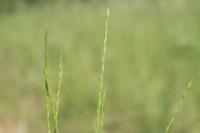 Vulpia unilateralis