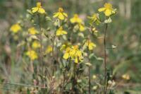 Helianthemum oelandicum var. canescens
