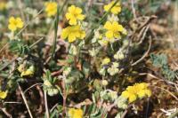 Helianthemum oelandicum var. canescens