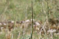 Helictochloa pratensis