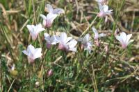 Linum appressum