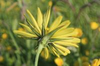 Tragopogon pratensis