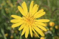 Tragopogon pratensis