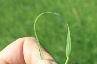 Hordeum secalinum