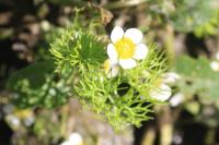 Ranunculus circinatus