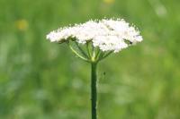 Oenanthe pimpinelloides