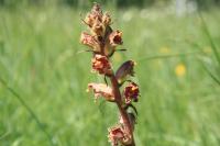 Orobanche gracilis