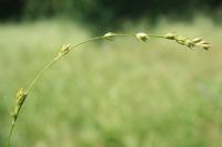 Carex divulsa