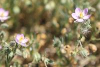 Spergularia rubra