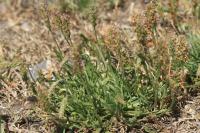 Plantago coronopus