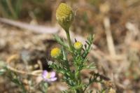 Matricaria discoidea