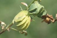 Medicago orbicularis