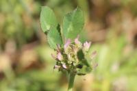Trifolium glomeratum