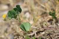 Medicago polymorpha