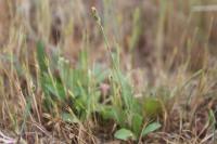 Hypochaeris glabra