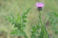 Carduus crispus
