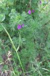 Geranium sanguineum