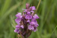 Dactylorhiza majalis