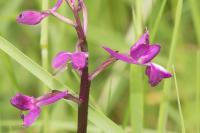 Anacamptis laxiflora