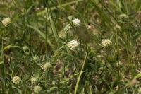 Trifolium ochroleucon