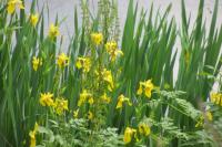 Iris pseudacorus