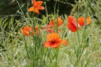 Papaver rhoeas