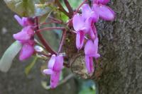 Cercis siliquastrum