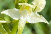 Platanthera chlorantha