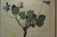 Viola x bavarica