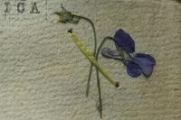 Viola x bavarica