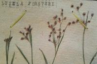 Luzula forsteri