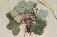 Fragaria vesca