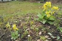 Primula veris