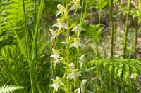 Platanthera chlorantha