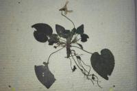 Viola reichenbachiana