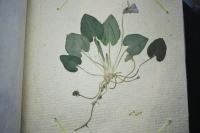 Viola odorata