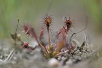 Drosera intermedia