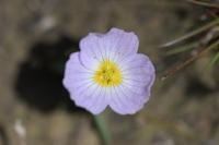 Baldellia ranunculoides
