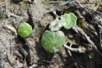 Hydrocotyle vulgaris
