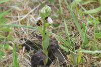 Ophrys apifera