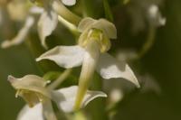 Platanthera chlorantha