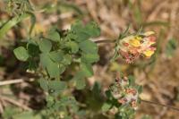 Anthyllis vulneraria