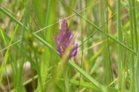 Anacamptis pyramidalis