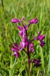Anacamptis laxiflora