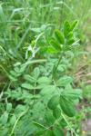 Hippocrepis emerus
