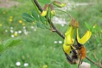 Hippocrepis emerus